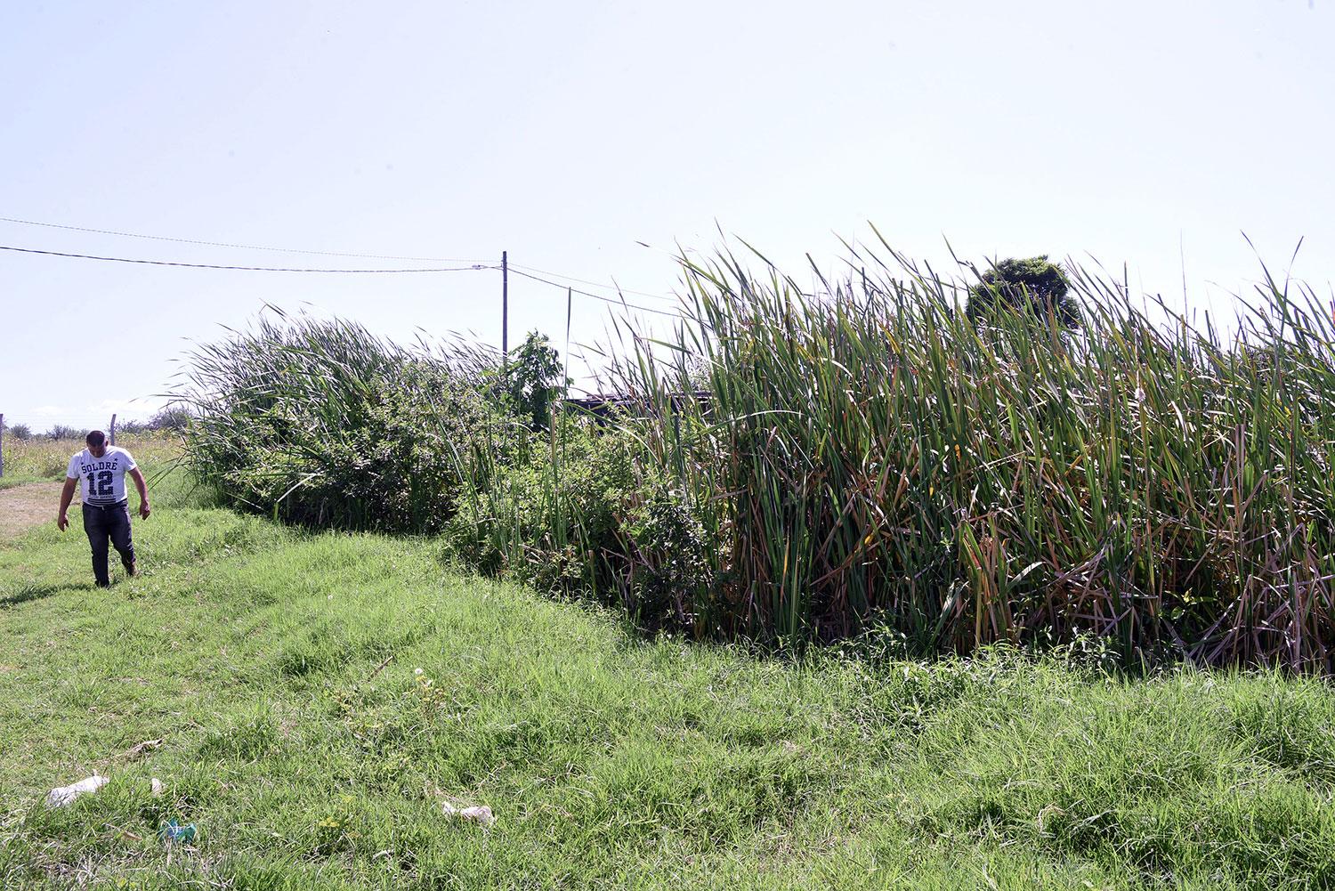 VEGETACIÓN. La Laguna de la barriada La Margarita se encuetra cubierta por totoras: se ha transformado en un nido de alimañas, según los vecinos.