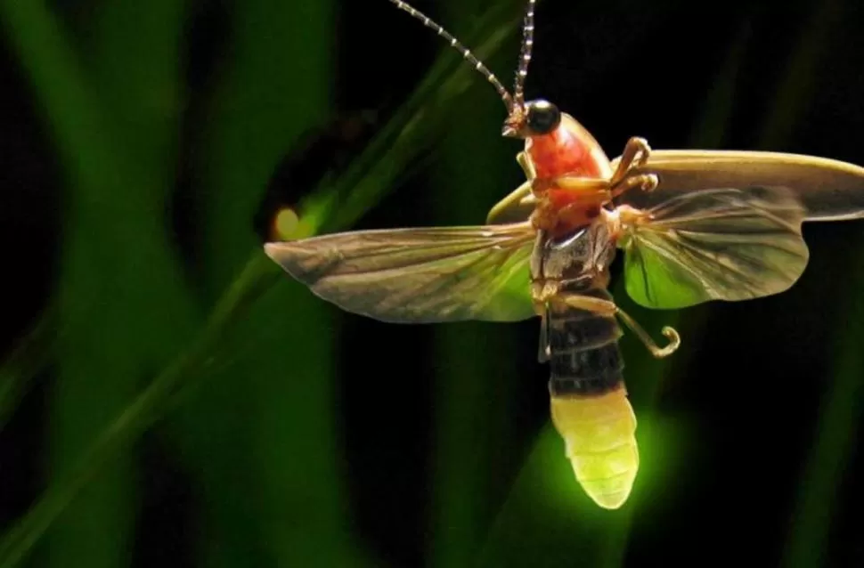 CLAVES. La luciérnaga está considerada un indicador del estado de conservación de los bosques húmedos. 