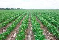 Por lo irregular de las lluvias, la franja de siembra fue muy extensa