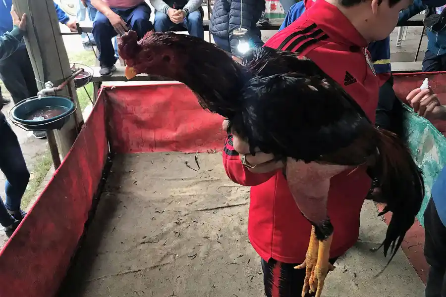 PREPARADO. El gallo lleva un riguroso entrenamientos antes de cada riña. Minímo, unos días días antes. Su recuperación puede ir de las dos semanas al tiempo que sea necesario. 