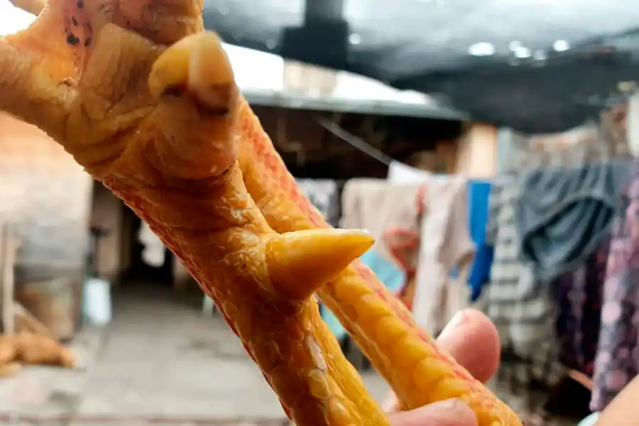 Riña de gallos, el ritual que divide pasión y tradición con lo clandestino y prohibido