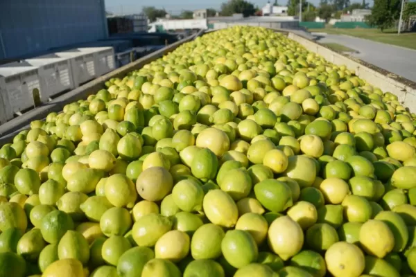 Exportación de limones: acceder a nuevos mercados abre posibilidades para este cultivo