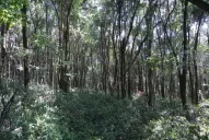 Siempreverde: el terrible alien de la yunga tucumana