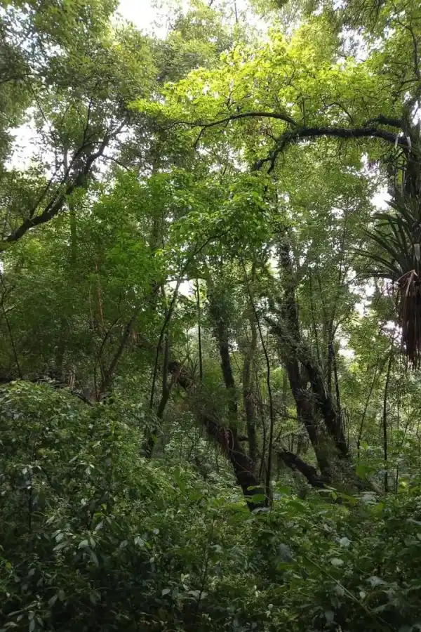 BOSQUE NATIVO. La enorme diversidad, que se busca recuperar, de la típica yunga tucumana.