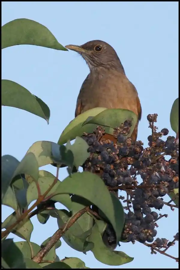  MANJAR PELIGROSO. El chalchalero es el principal dispersor del siempreverde. 