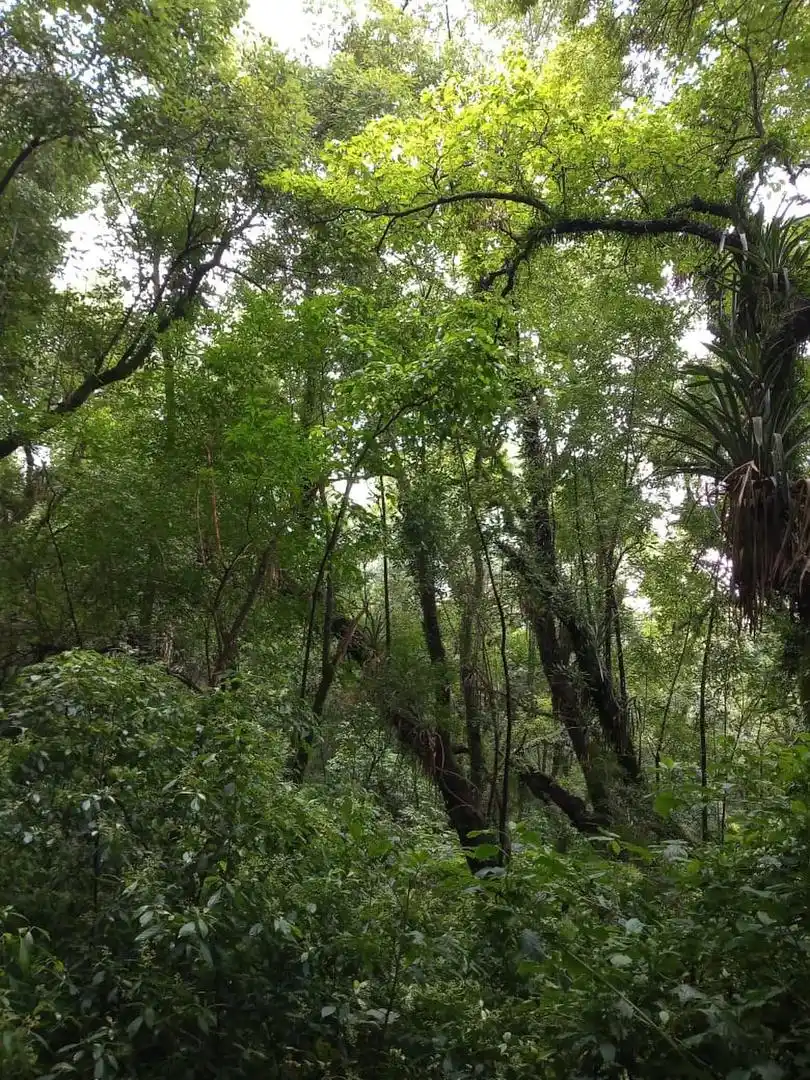 BOSQUE NATIVO. La enorme diversidad, que se busca recuperar, de la típica yunga tucumana.