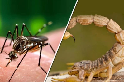 Alertan sobre la necesidad de cuidarse de mosquitos y alacranes