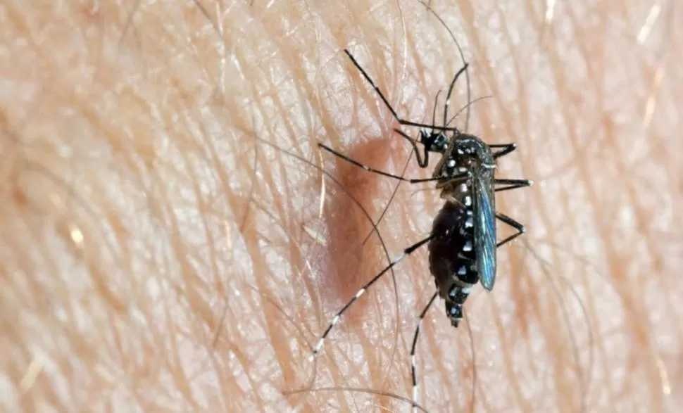 NEGRO CON RAYAS BLANCAS. El Aedes aegypti causó el primer brote de dengue en Argentina, en 1916. 