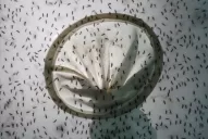 13 datos sobre el dengue