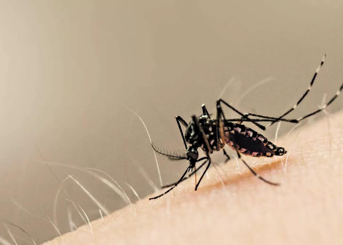 Están circulando dos tipos de dengue en Tucumán y el riesgo es alto hasta principios de mayo