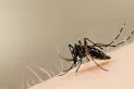Dengue: el riesgo es alto hasta principios de mayo