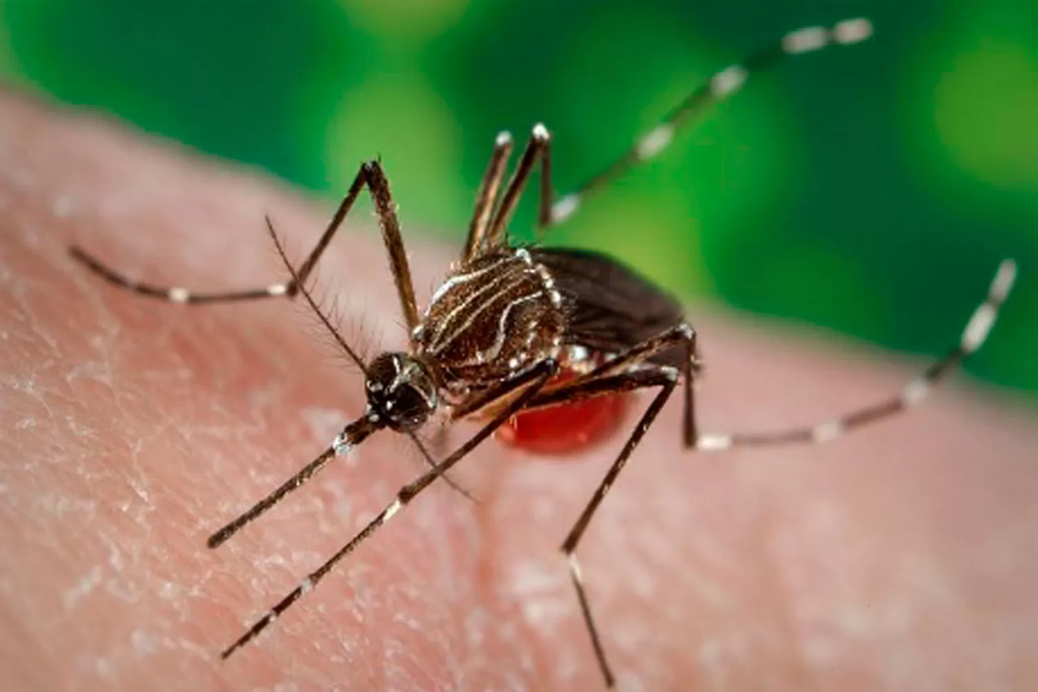 ¿Cómo identificar al mosquito que trasmite el dengue del resto de las especies?