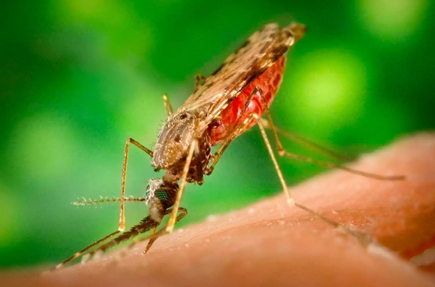 ¿Cómo identificar al mosquito que trasmite el dengue del resto de las especies?