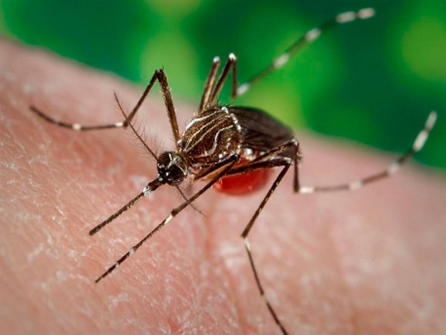 ¿Cómo identificar al mosquito que trasmite el dengue del resto de las especies?
