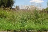 Dengue en Tucumán: los terrenos baldíos no dan tregua cerca del Parque Guillermina