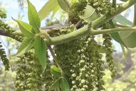 Nuez pecán: posible alternativa a los cultivos tradicionales de la provincia