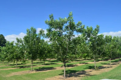 Una semana con temperaturas agradables y cielo despejado en Tucumán