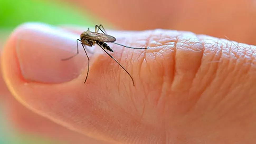 Dengue: los mitos sobre la enfermedad que tiene en alerta a los tucumanos
