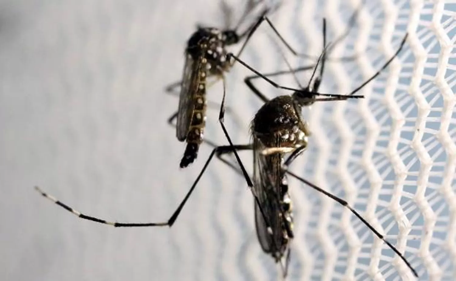 Dengue: ya son 62 los casos en la provincia