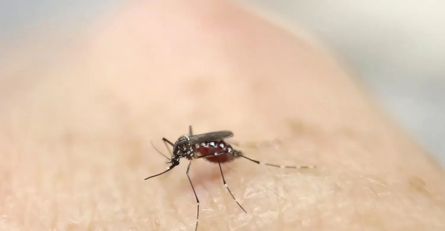 Dengue: ya son 69 los casos en la provincia