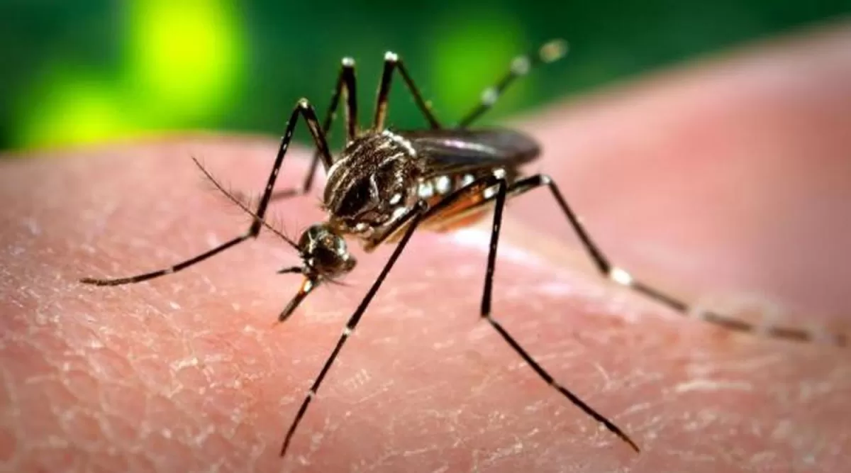 Dengue: el año que perdimos la inocencia ante la patología