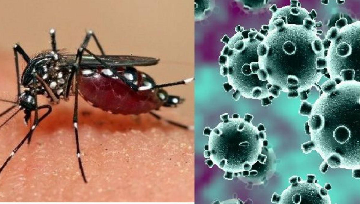 Los tucumanos creen que el dengue es más peligroso que el coronavirus
