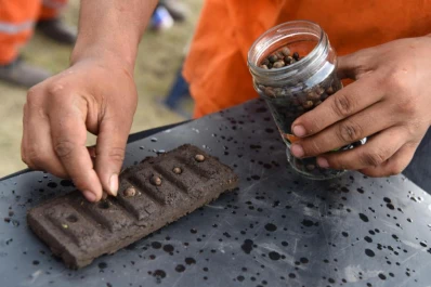 Economía familiar: el chocolate brota en las macetas en Tafí Viejo