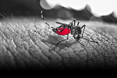 Las medidas más efectivas para controlar al aedes aegypti
