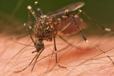 Fearca propone usar la aerofumigación para matar el Aedes Aegypti