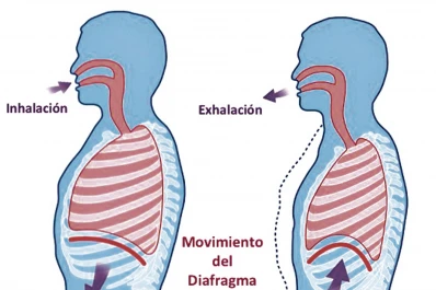 Biología en casa: la respiración y la actividad física