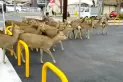 Con las ciudades paralizadas, los animales más insólitos toman las calles