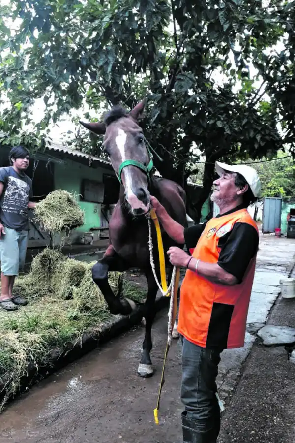 PEÓN. Roberto “Palín” Guerra, luego de sacar a entrenar a uno de sus pupilos. 