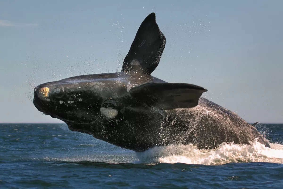 ¿Dónde se alimentan las ballenas francas en el sur?