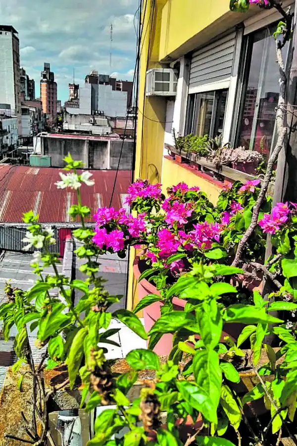 MIRANDO AL NORTE. Con tanto sol disponible, en el balcón cohabitan una santa rita, plantas de albahaca, cactus y crasas.  