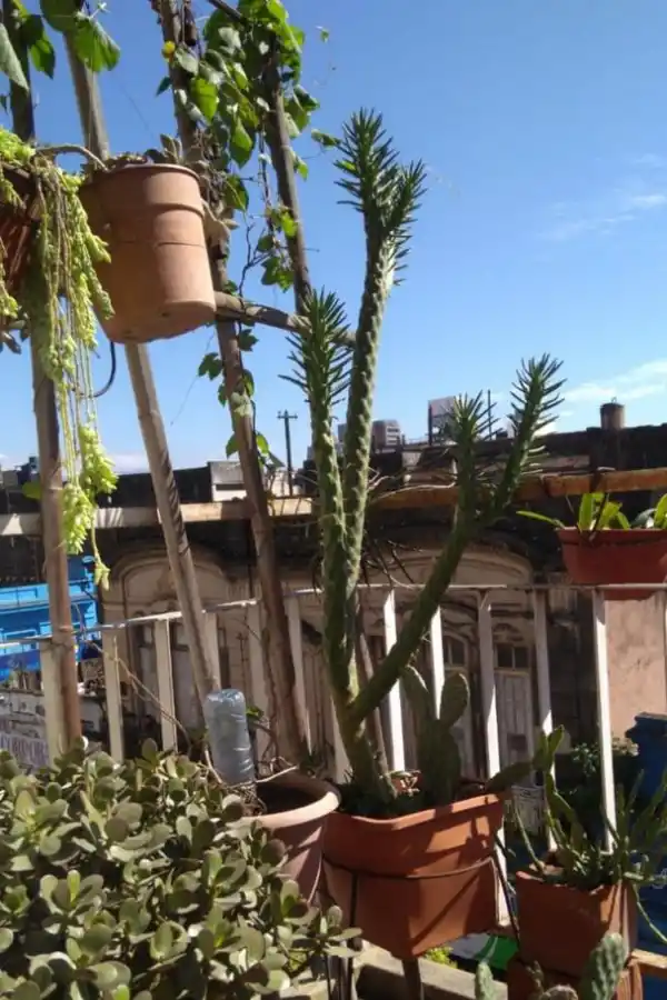 Dedicarte al bienestar de tus plantas le hará bien al tuyo