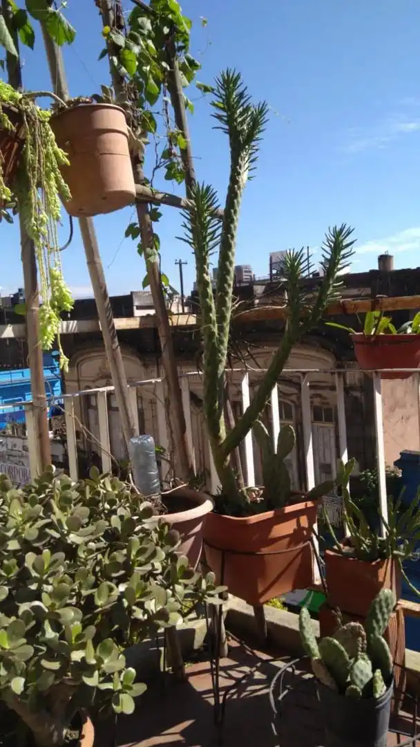 Dedicarte al bienestar de tus plantas le hará bien al tuyo