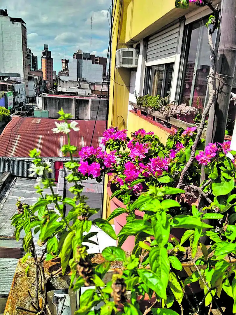 MIRANDO AL NORTE. Con tanto sol disponible, en el balcón cohabitan una santa rita, plantas de albahaca, cactus y crasas.  