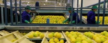 Las citrícolas acelerarán las exportaciones