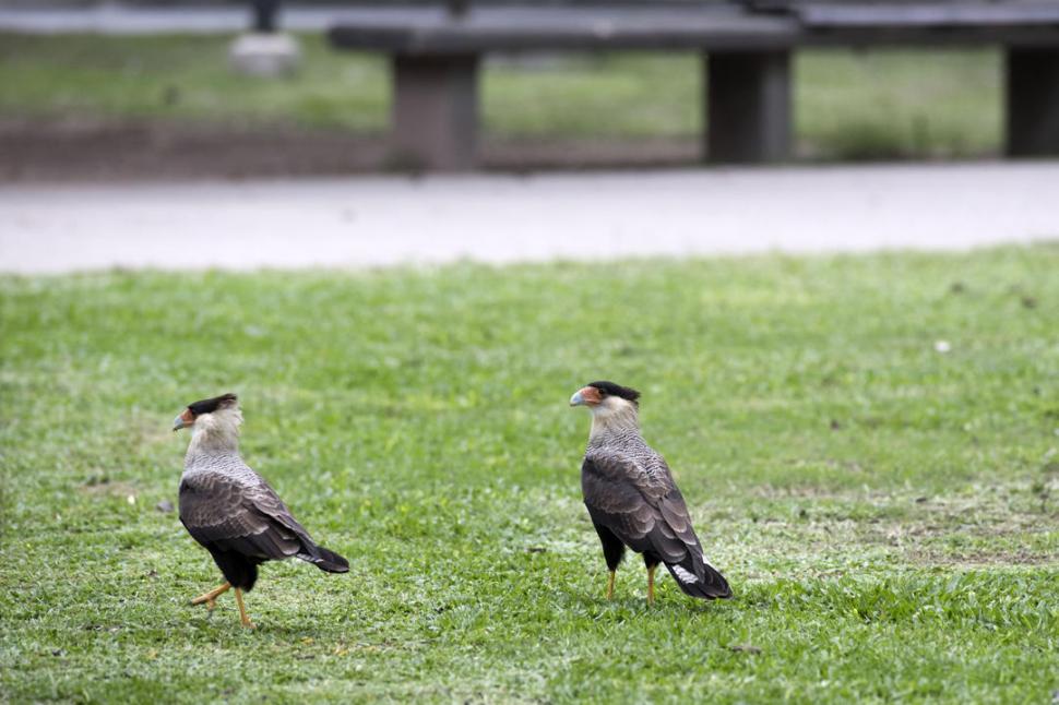 PLAZA SAN MARTÍN. Dos caranchos en el desolado paseo público, frente a la mirada sólo del fotógrafo.