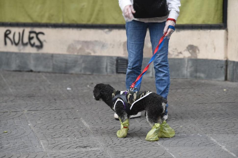 PERRO CON  BOTAS. Al can lo protegieron bolsas en sus patas.