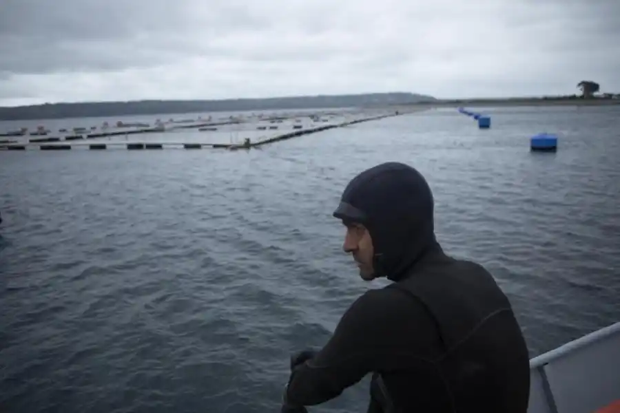 “ESTADO SALMONERO”. El crecimiento del mercado supone un daño.