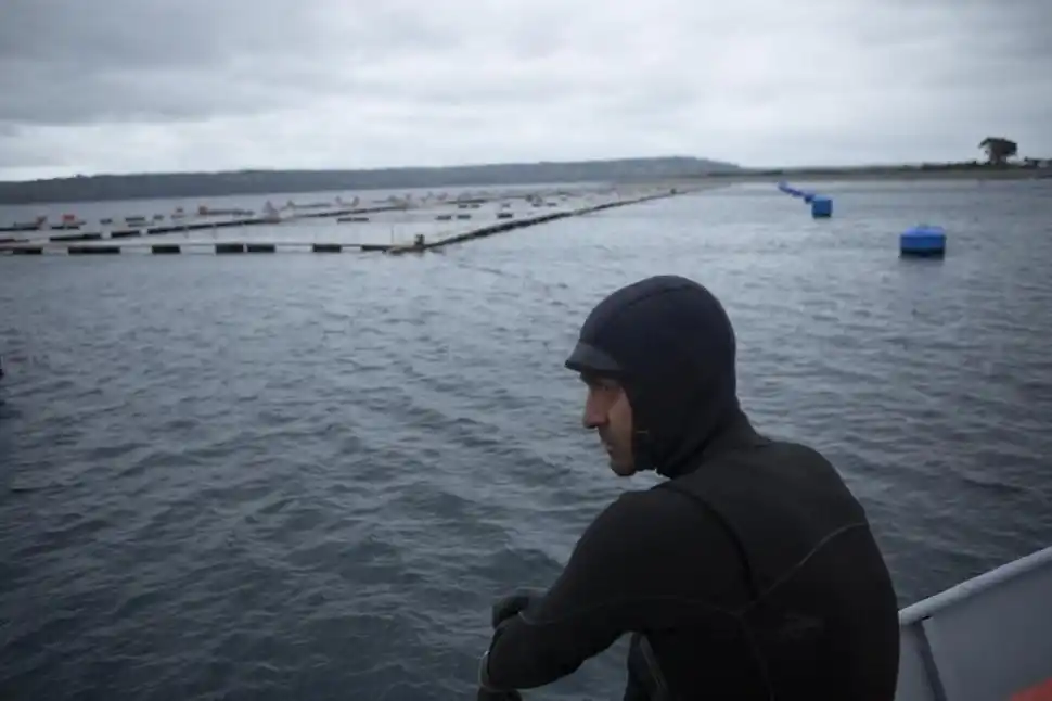 “ESTADO SALMONERO”. El crecimiento del mercado supone un daño.