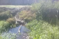 Tucumán está en alerta roja por el pico de dengue, advierten desde el Siprosa