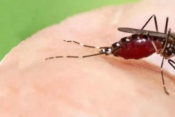 ¿Cuánto conocés sobre el dengue? Participá de una encuesta lanzada por la UNT y el Siprosa
