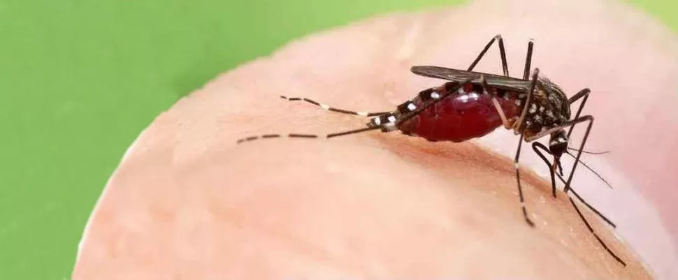 INFORMACIÓN. La Facultad de Agronomía y el Siprosa quieren saber cuánto se conoce realmente sobre el dengue y sobre su vector, el mosquito Aedes aegypti. 
