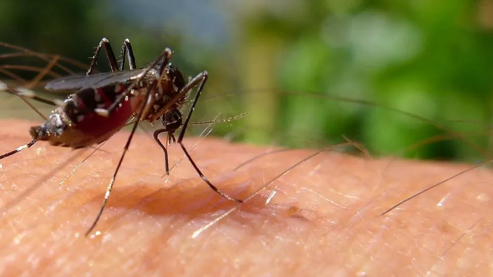 Dengue: estábamos haciendo la cuarentena y a mi hija la picaron los mosquitos en el balcón