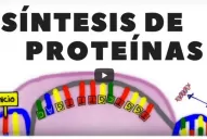 Educación en tiempos del coronavirus: la escuela es la casa