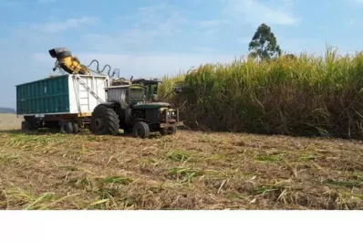 En plena pandemia, se espera que los ingenios produzcan 1,66 millón de toneladas de azúcar