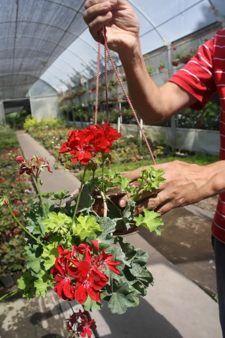 CIFRA. El negocio de las flores y aledaños involucra unos 30.000 empleos.  
