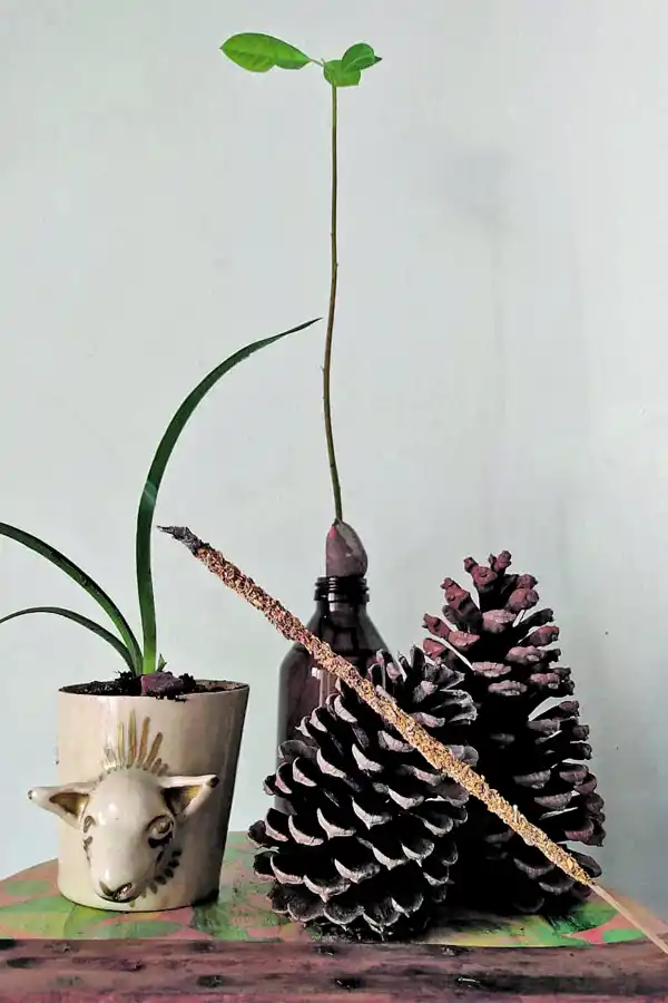 AL NATURAL. Las plantas aportan vida a cualquier habitación.